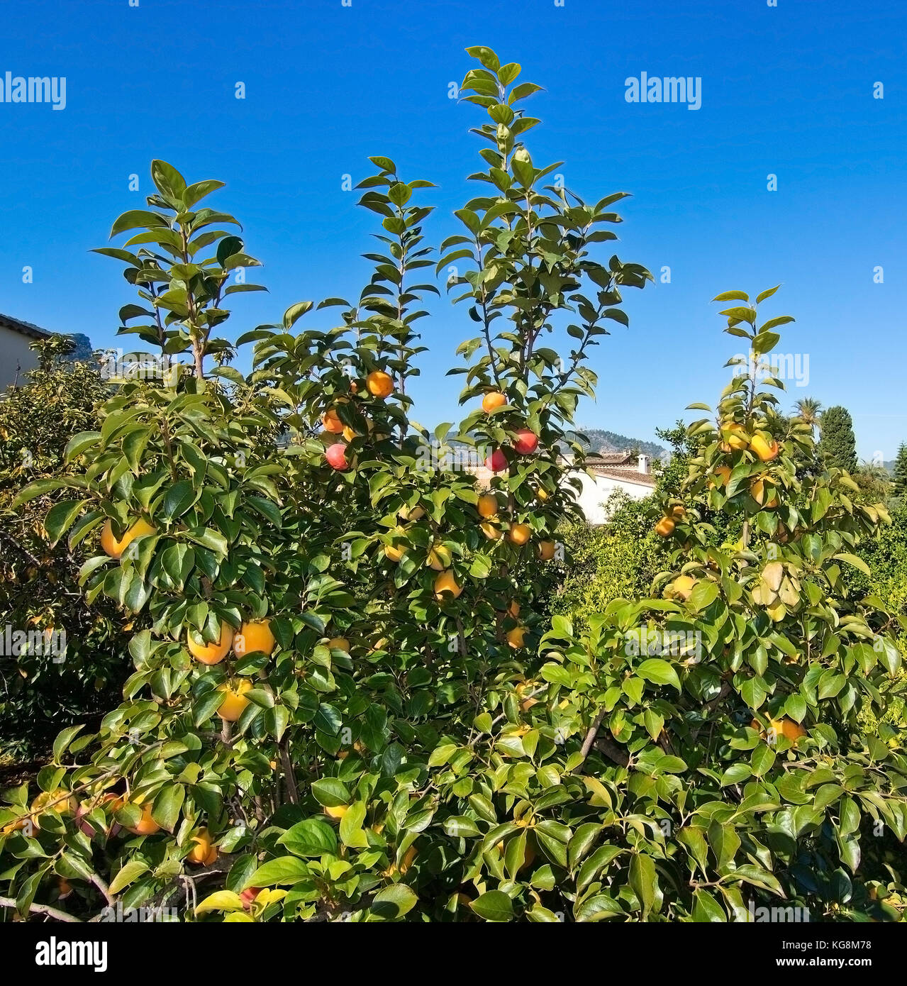 Kaki fruits ripening on a tree in October in Mallorca, Spain Stock