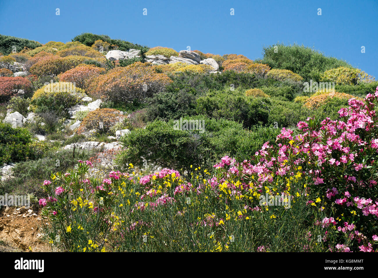 Phrygana, coast vegetation at the north side of Naxos island, Cyclades, Aegean, Greece Stock Photo