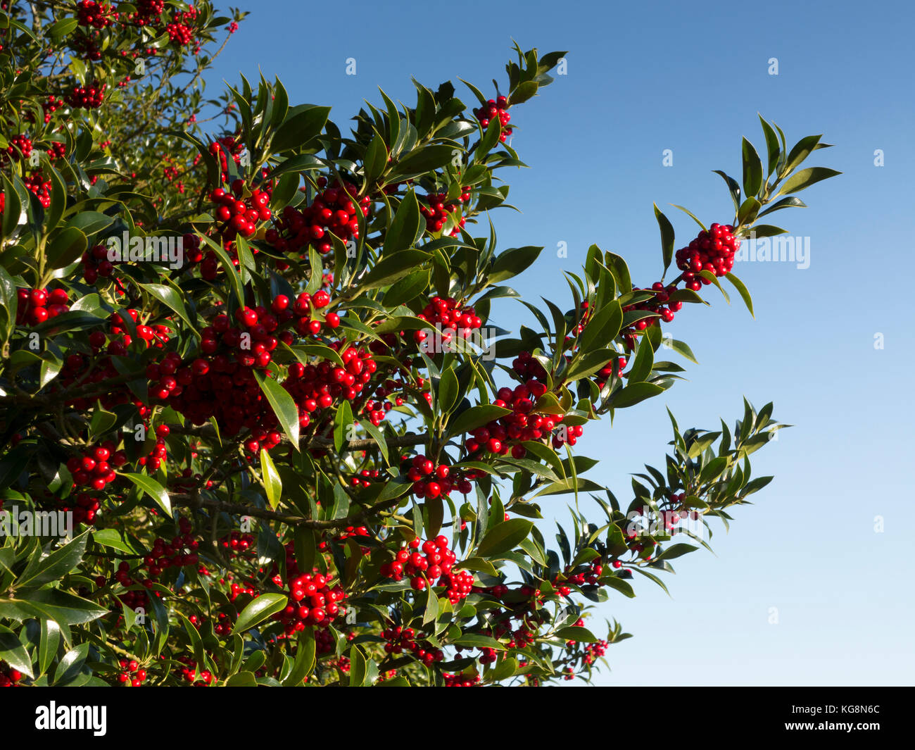 Section of holly tree, Ilex rotunda, with berries against a pure blue sky. Suffolk ,England Stock Photo