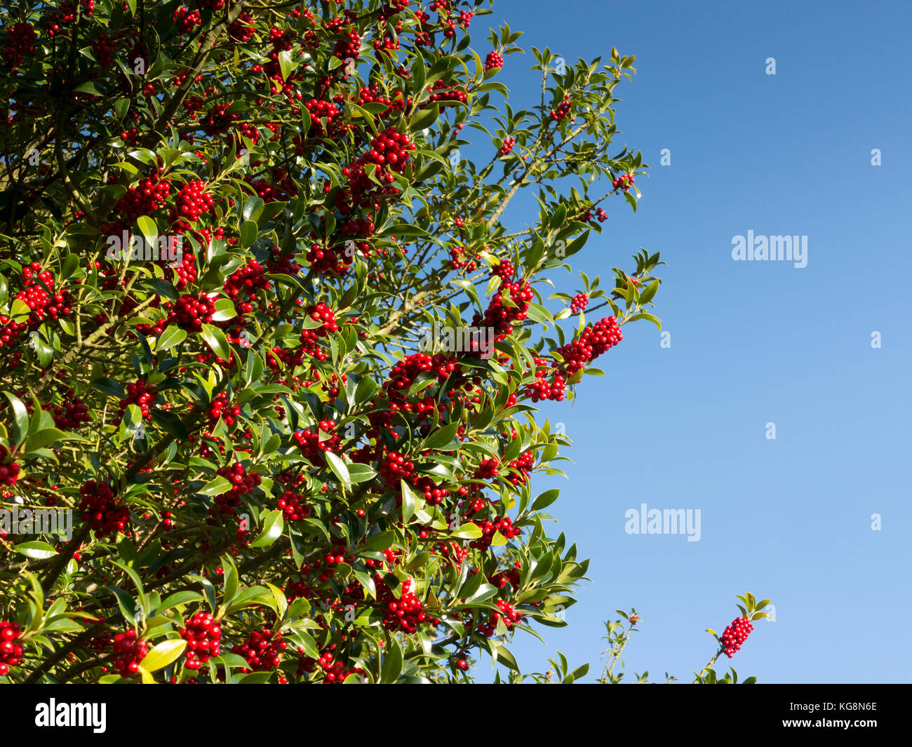 Section of holly tree, Ilex rotunda, with berries against a pure blue sky. Suffolk ,England Stock Photo