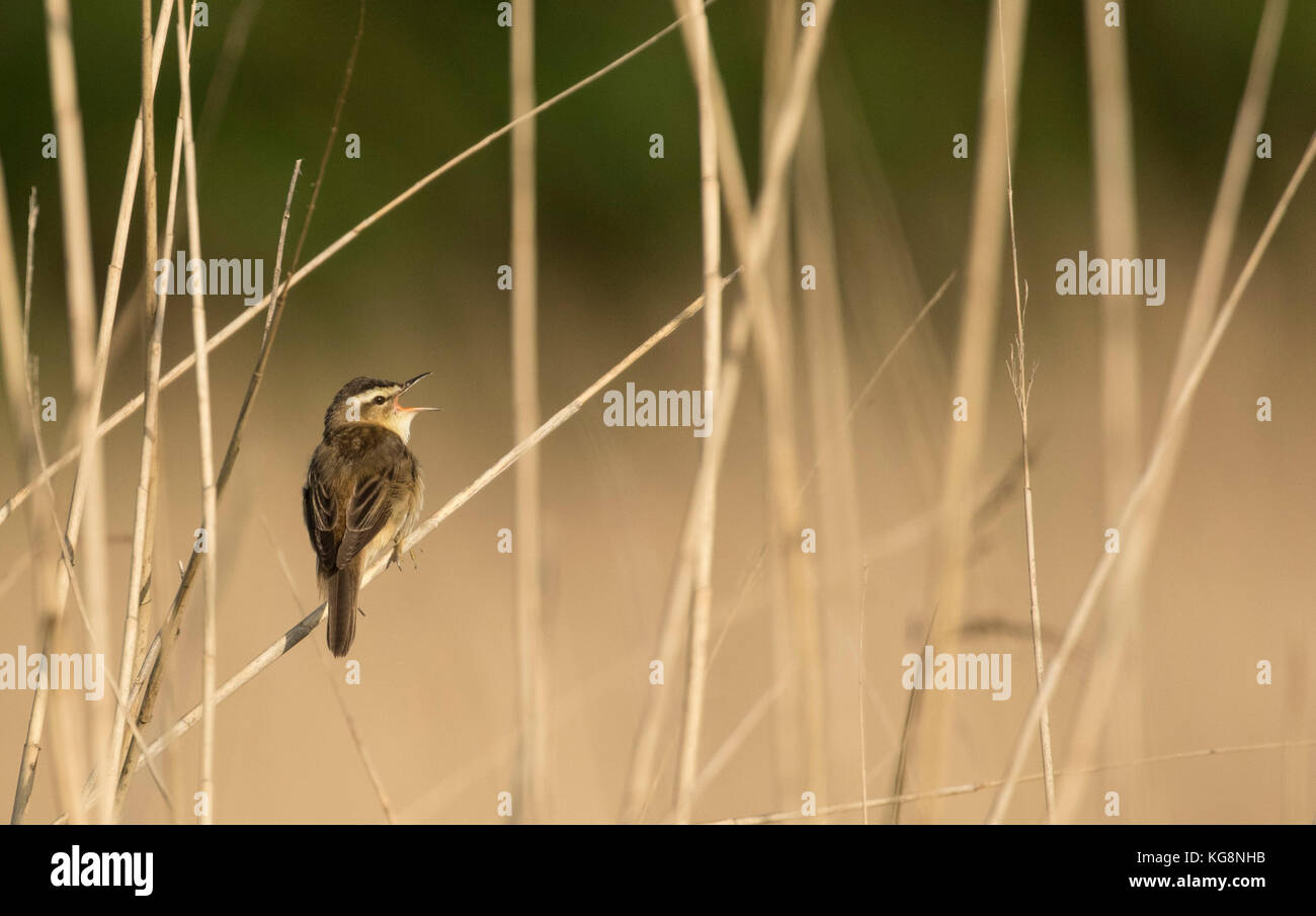 Sedge warbler song Stock Photo