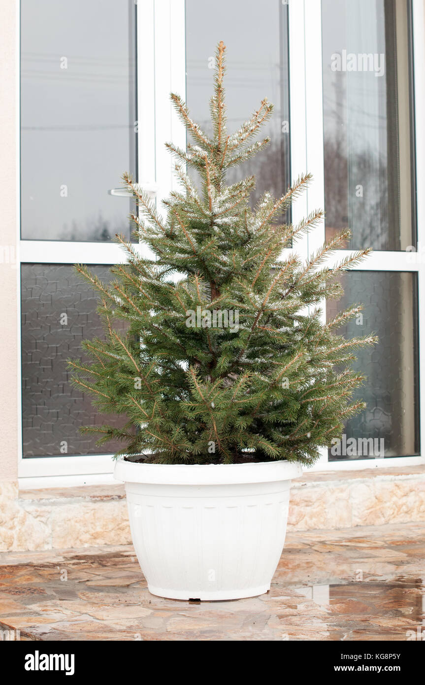Fir Tree Pot High Resolution Stock Photography and Images Alamy