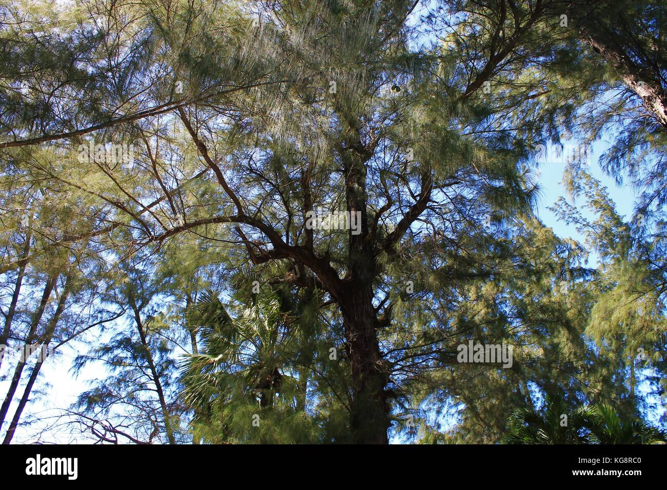 Canopy of foliage hi-res stock photography and images - Alamy