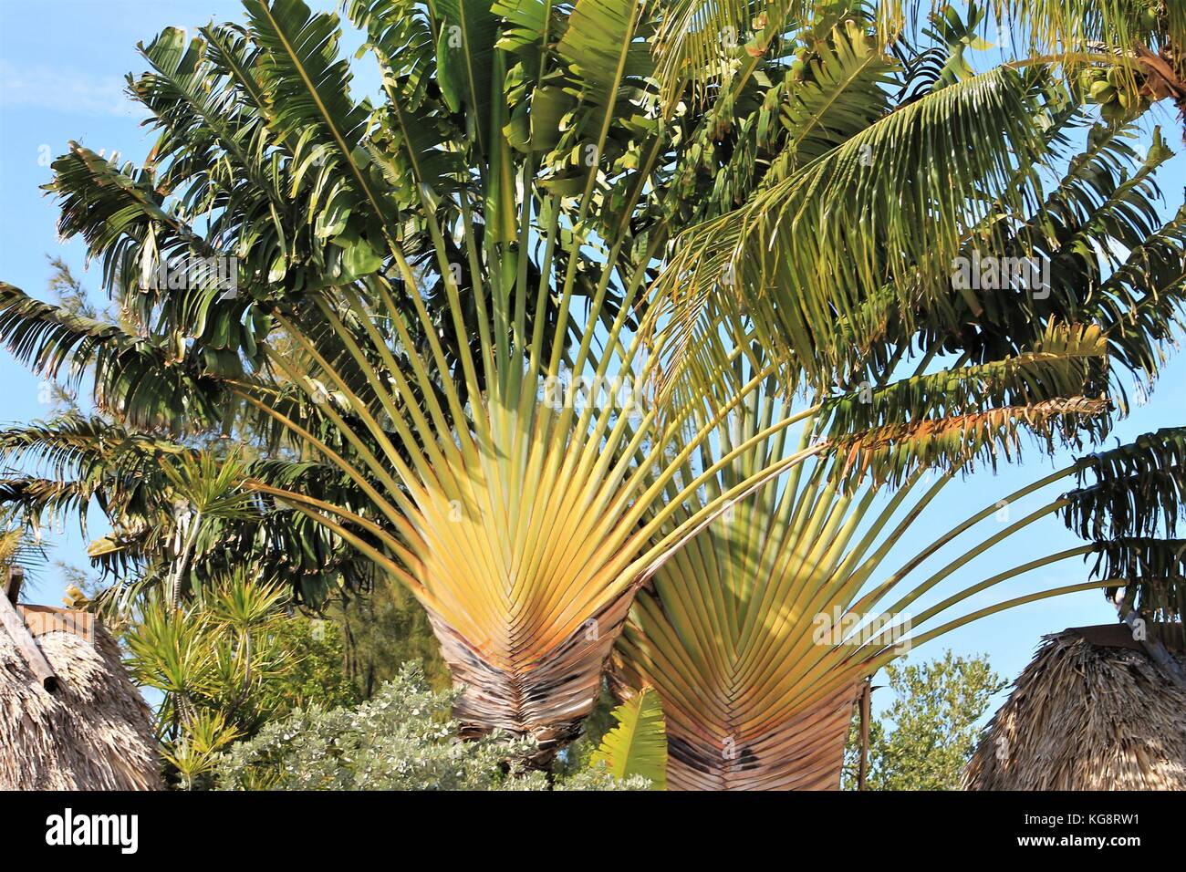 Fan like spread of palm fronds on a fan palm tree, Key West, Florida, USA Stock Photo