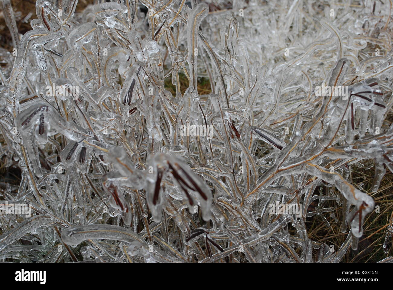 Close-up of tree branches covered in Ice from an ice storm, Conception Bay South, NL. Stock Photo