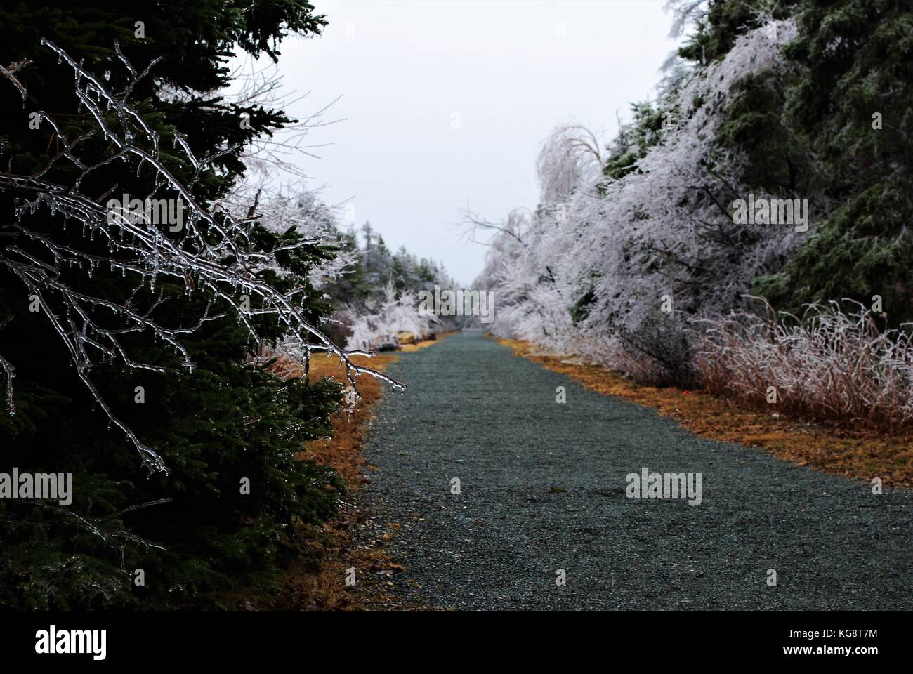 Trees newfoundland canada hires stock photography and images Alamy
