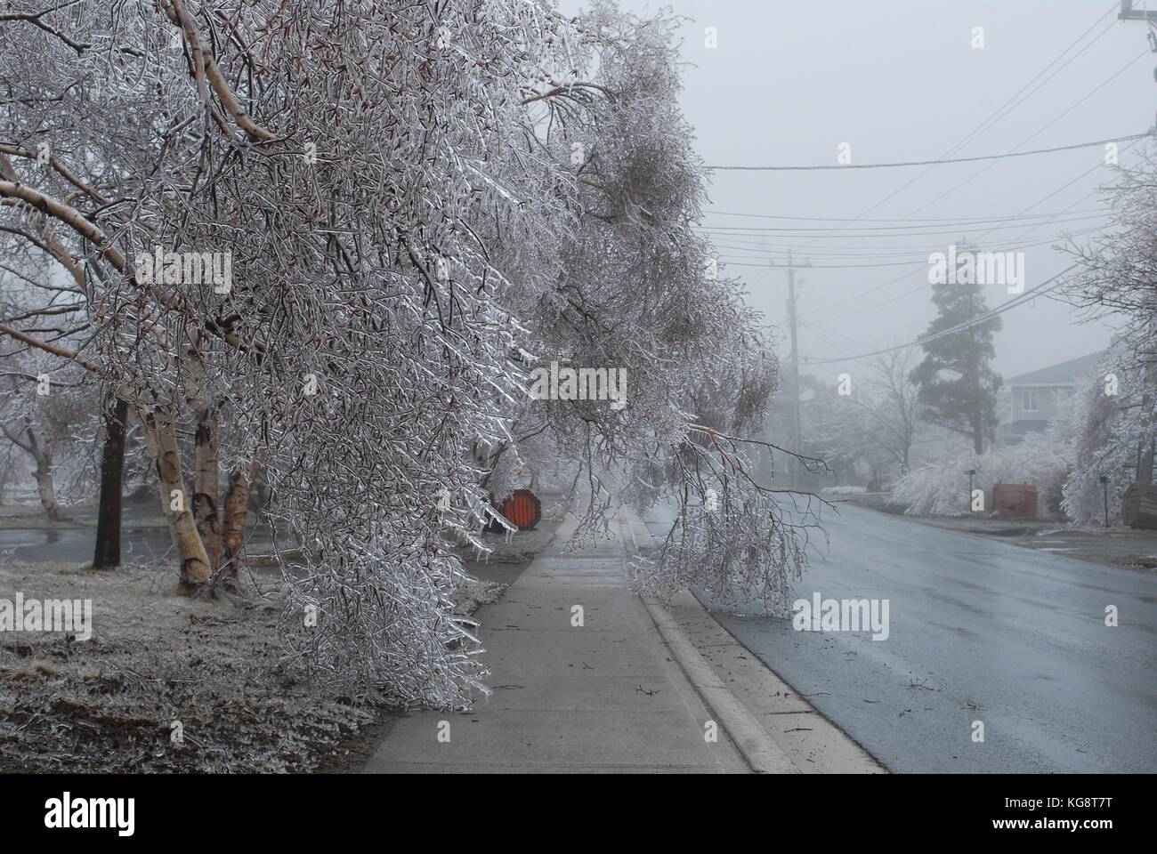 Thick ice on trees, during ice storm in Conception Bay South, Newfoundland Labrador, cause the branches to bend over sidewalks and streets. Stock Photo