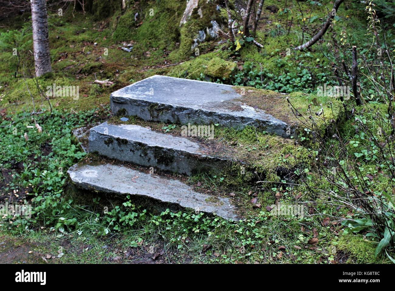 A stone staircase in the forest is all that remains of a house that had once stood in that location, in the abandoned settlement of La Manche, NL. Stock Photo