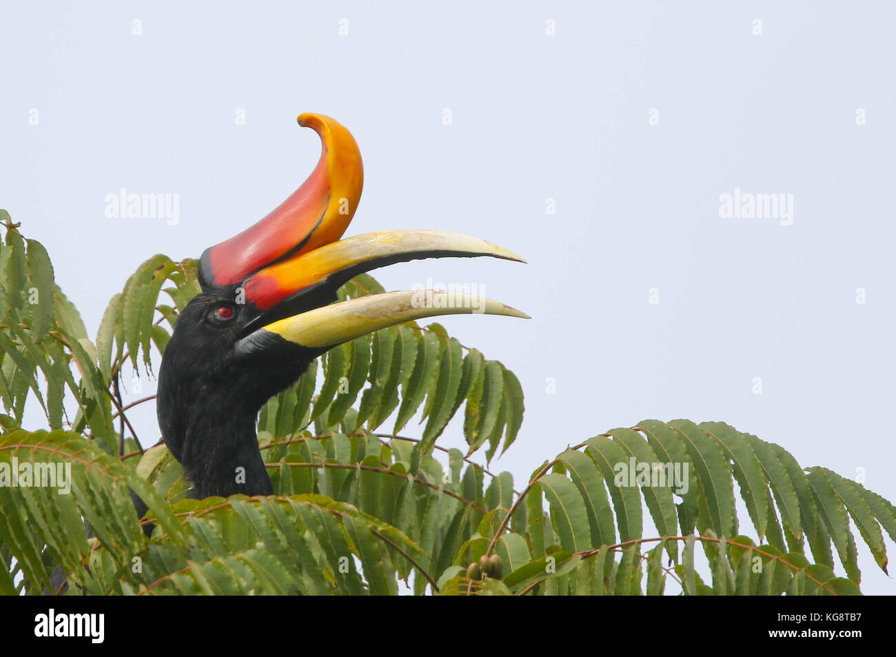 A Rhinoceros Hornbill in the treetops in the Genting Highlands, Malaysia Stock Photo