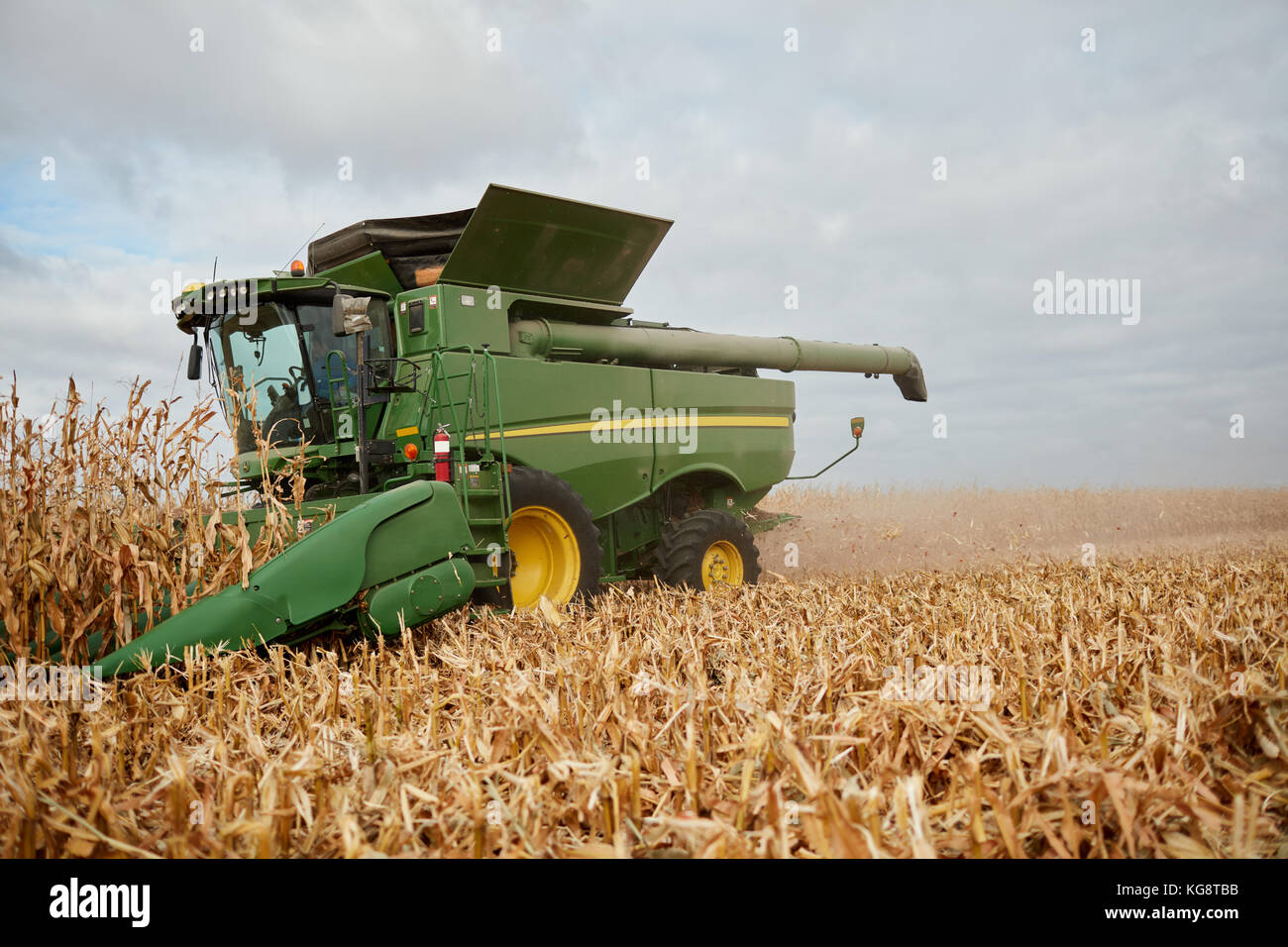Farmer harvesting maize with a combine harvester in a close up front