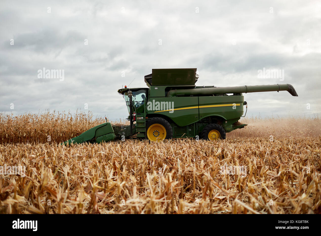 Farmer harvesting maize in autumn in a combine harvester in a close