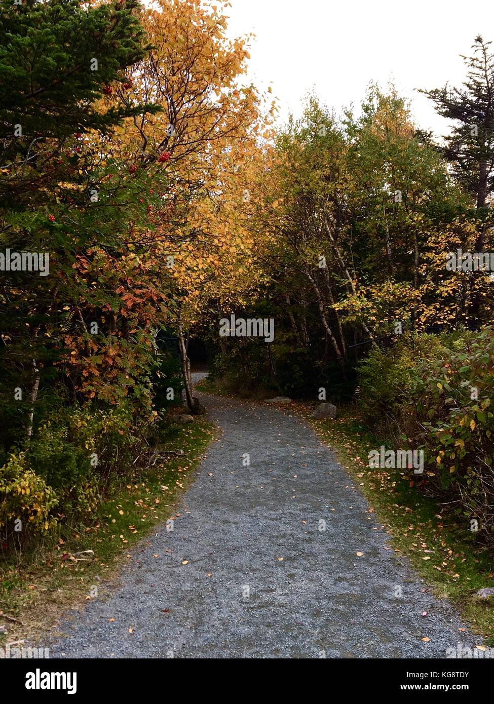 Gravel walking trail lined on both sides with trees, the leaves have turned to autumn colors, some have fallen and lay in the grass Stock Photo