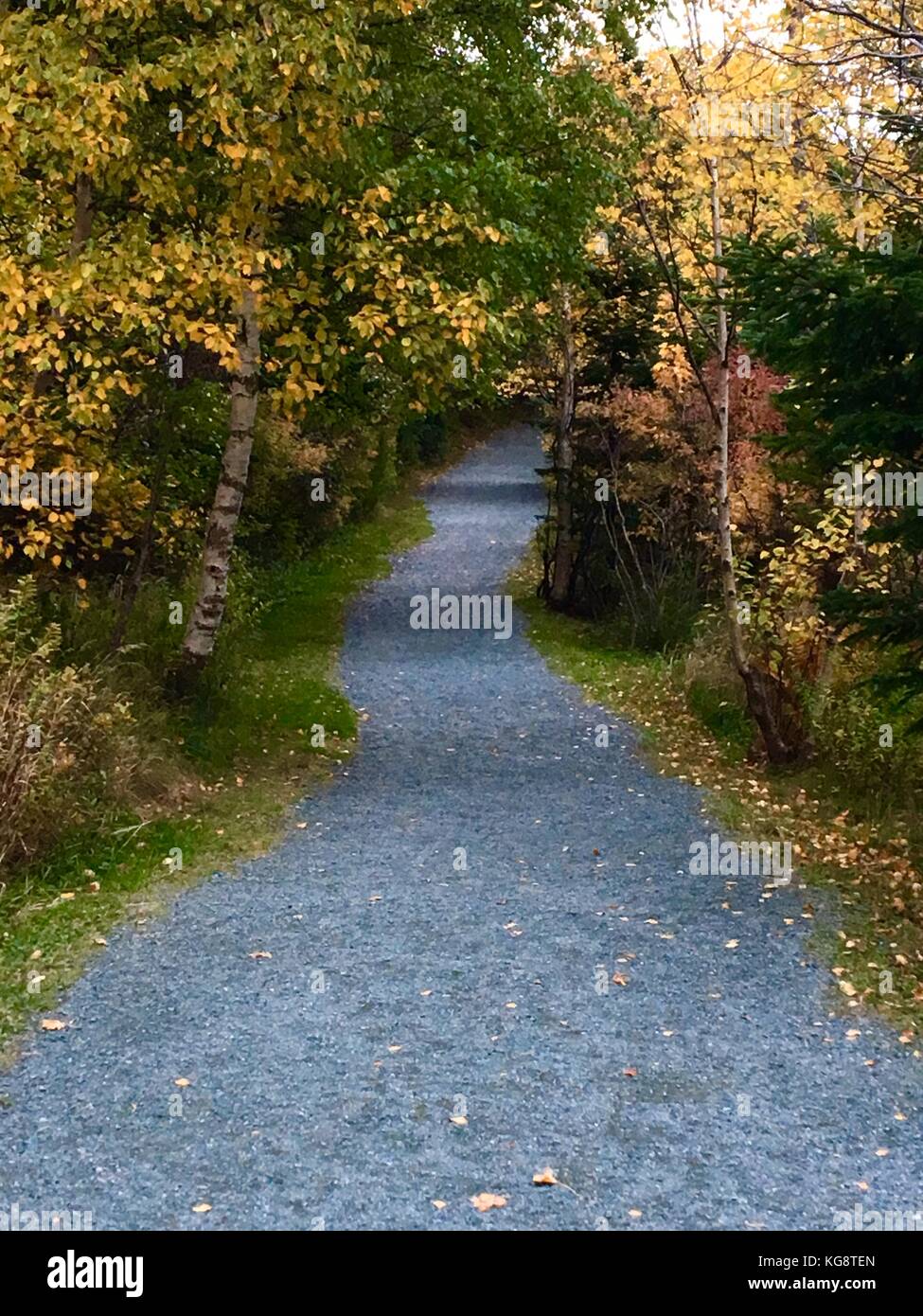 Gravel walking trail lined on both sides with trees, the leaves have turned to autumn colors, some have fallen and lay in the grass Stock Photo