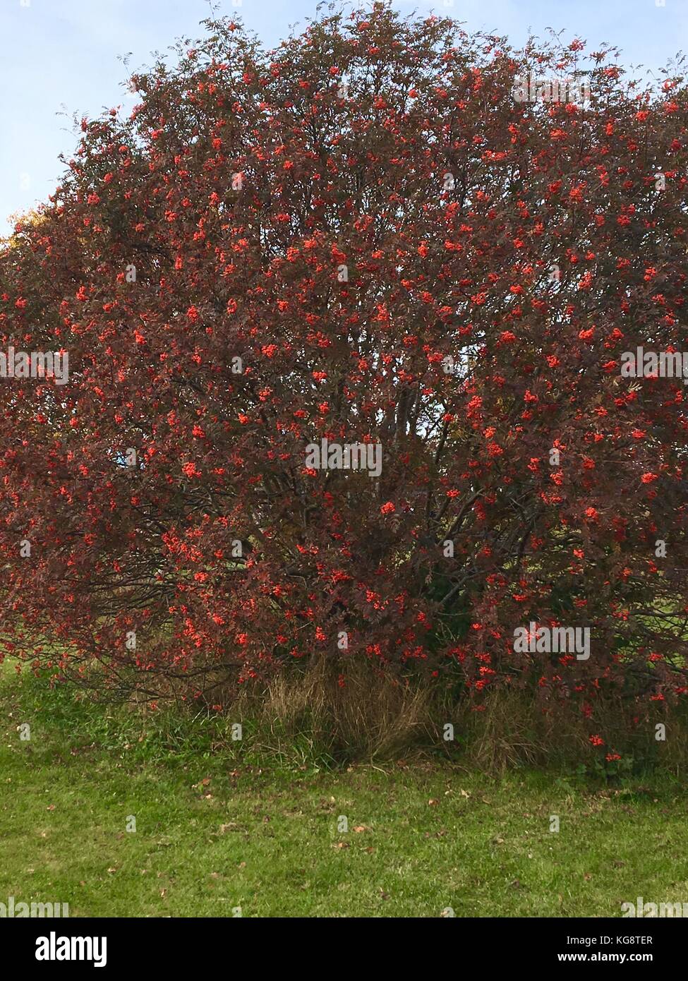 Mountain ash trees hires stock photography and images Alamy