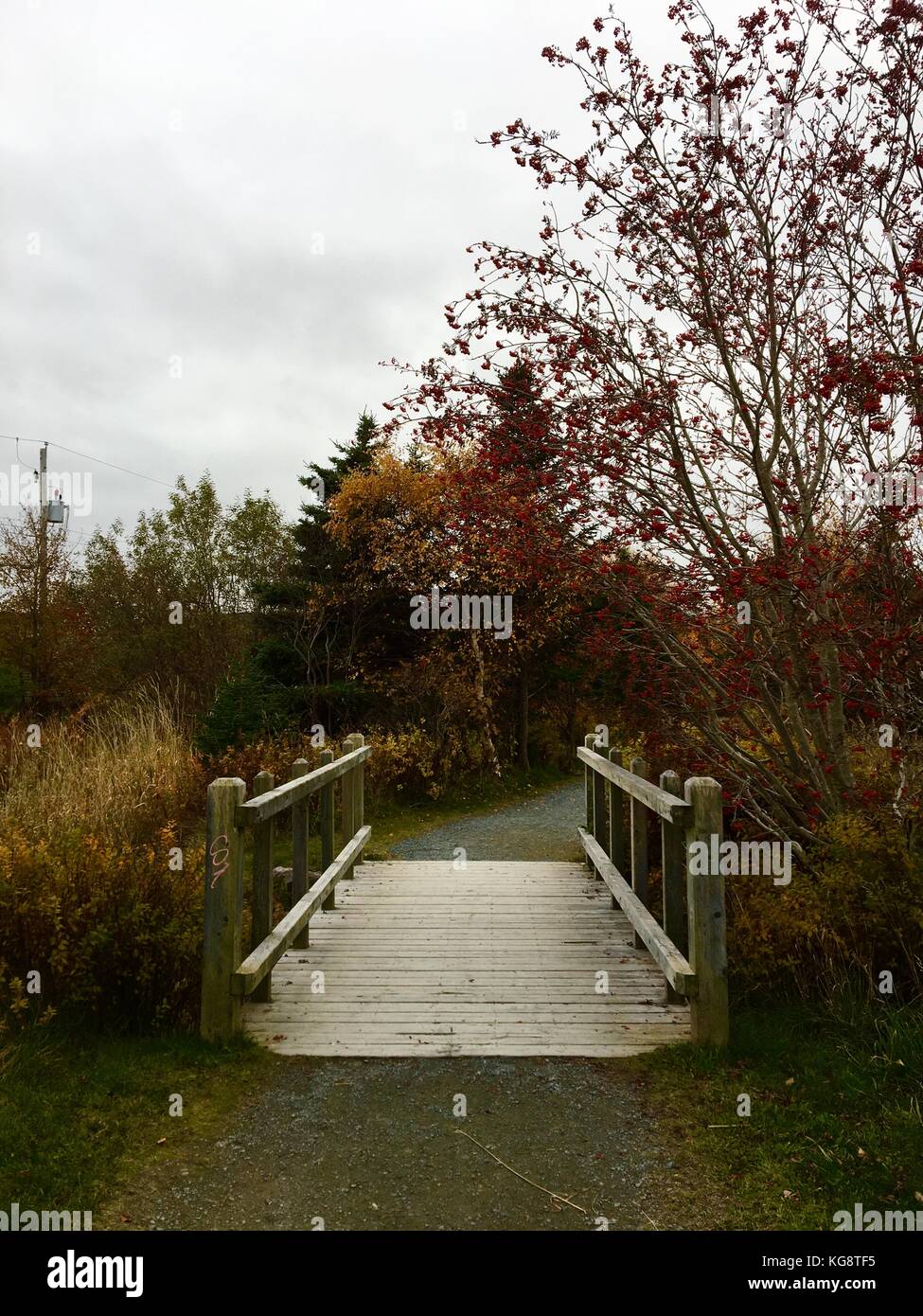 Tree lined walking trail with wooden footbridge. Leaves on the trees have turned to fall colors. Stock Photo