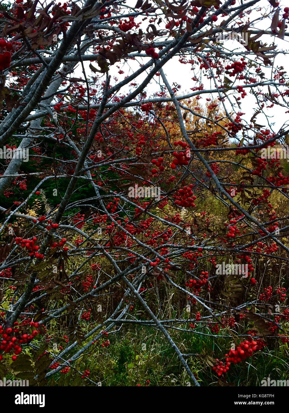 Berries on an American Mountain Ash (Dog Berry) tree. Other trees, with leaves turned to autumn colors can be seen through the branches Stock Photo