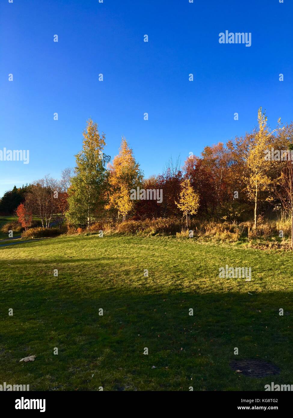 A field of green grass rimmed by trees whose leaves have turned to fall colours. Sunny day. Blue sky. Stock Photo