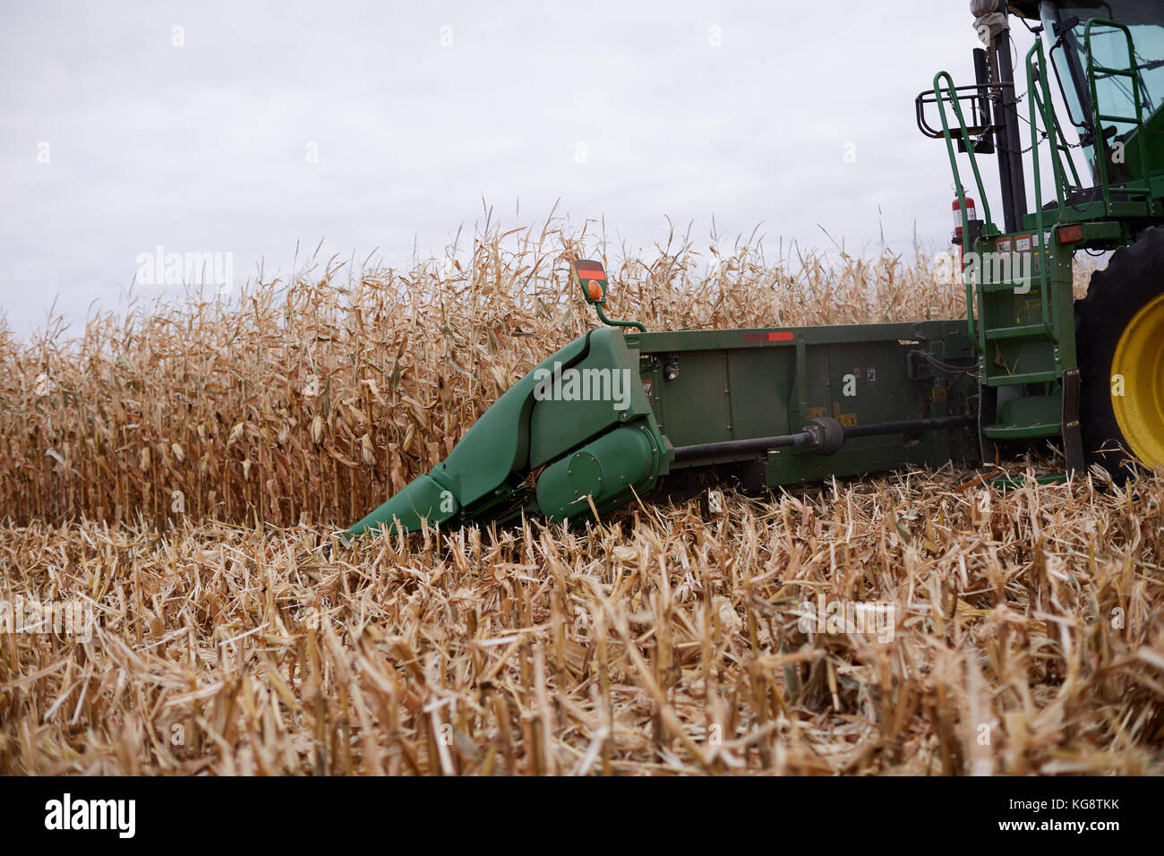 Close up the cutter bar of a working combine harvester harvesting a