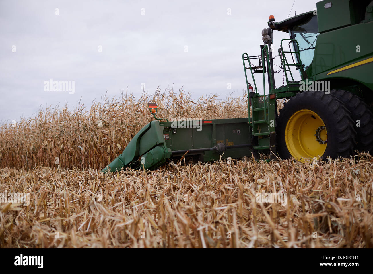 Cab and cutter bar of a combine harvester harvesting a field of corn or maize in a close up view