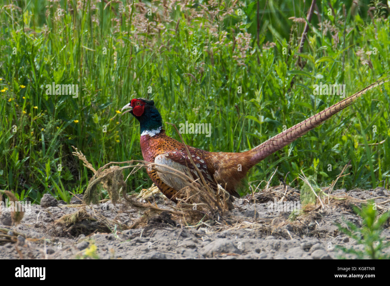 Portrait of wild male pheasants on a field Stock Photo Alamy