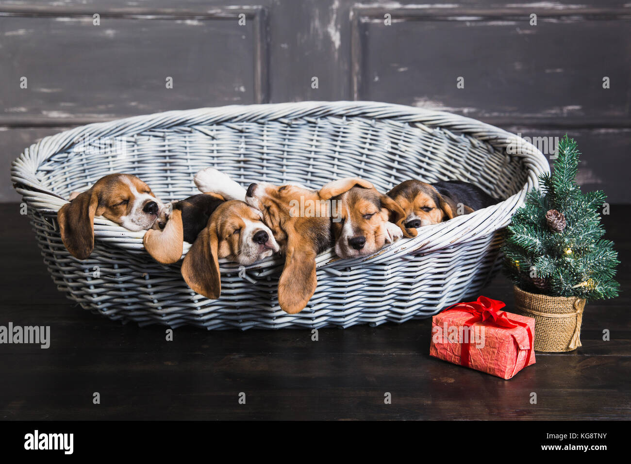https://c8.alamy.com/comp/KG8TNY/six-beagle-puppies-sleeping-in-basket-young-beagle-puppy-gift-box-KG8TNY.jpg