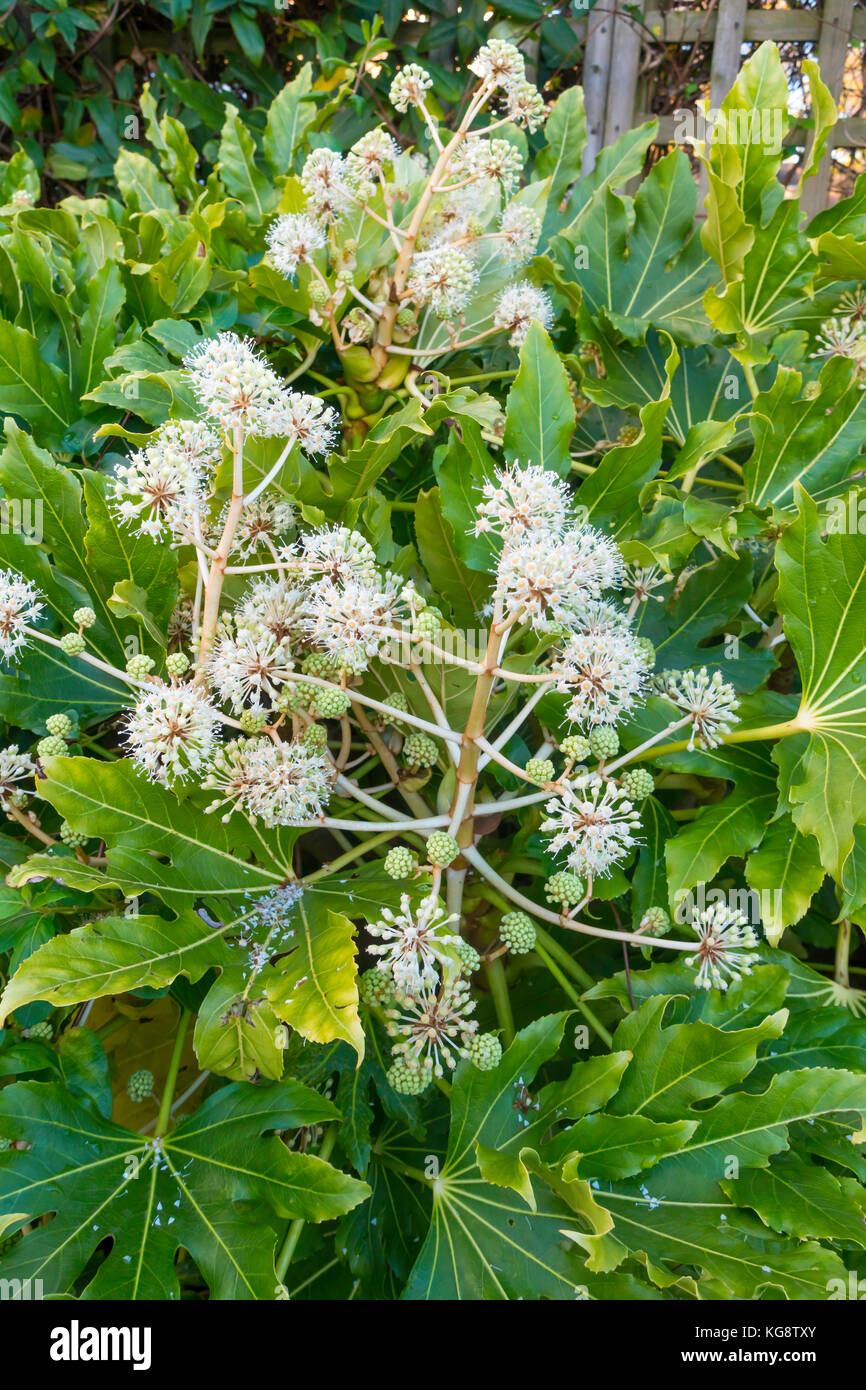Fatsia japonica (Fatsi) or Japanese Aralia japonica flowering in North Yorkshire England in November 2017 flower detail Stock Photo