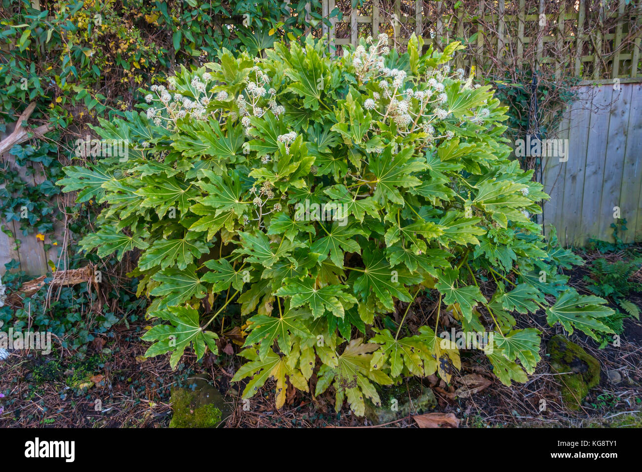 Fatsia japonica (Fatsi) or Japanese Aralia japonica flowering in North Yorkshire England in November 2017 Stock Photo
