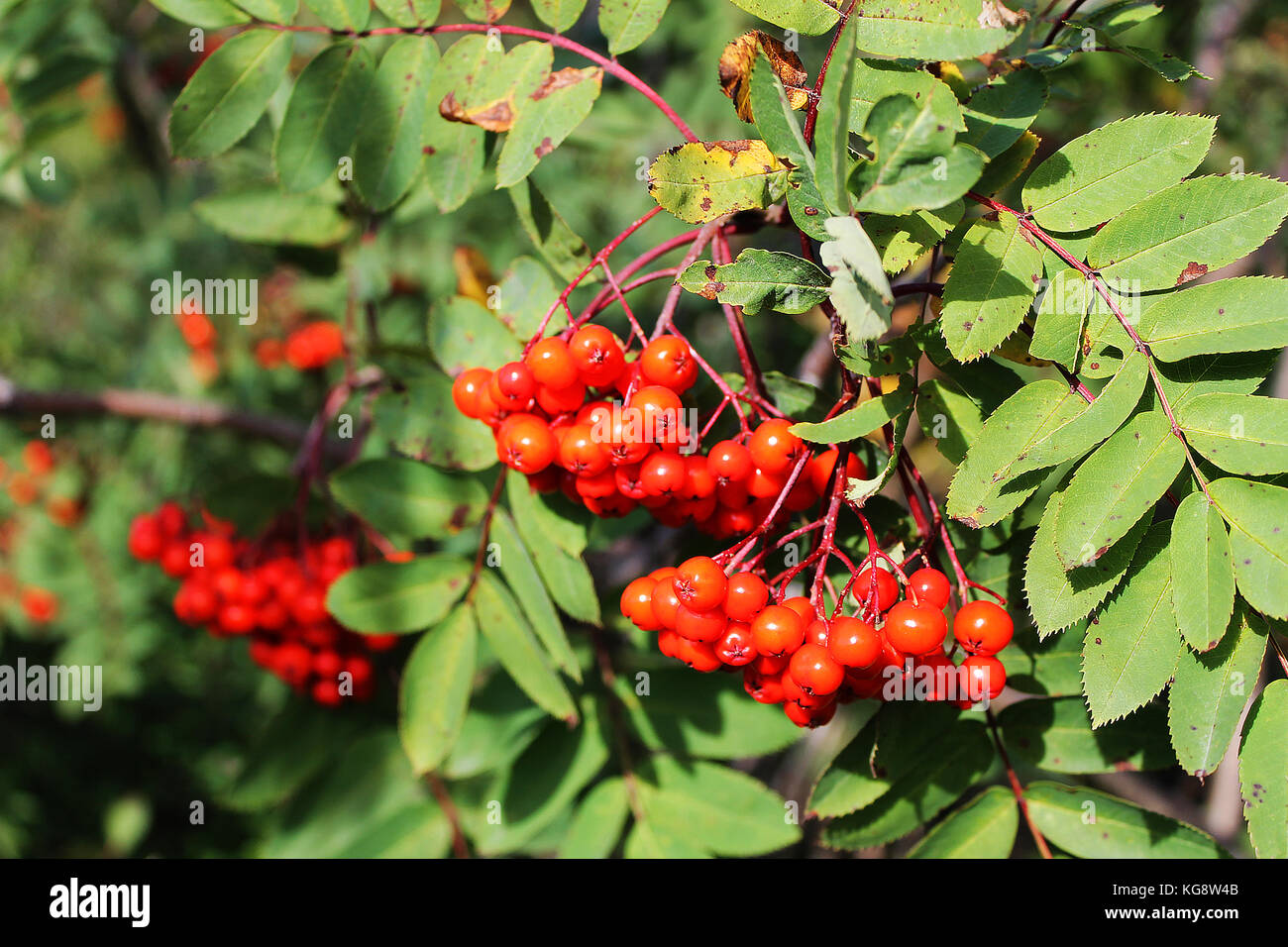 Dog Berry Tree High Resolution Stock Photography And Images Alamy