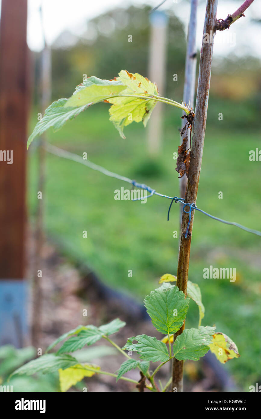 Pruned raspberry canes tied in to a wire in a vegetable garden. Stock Photo
