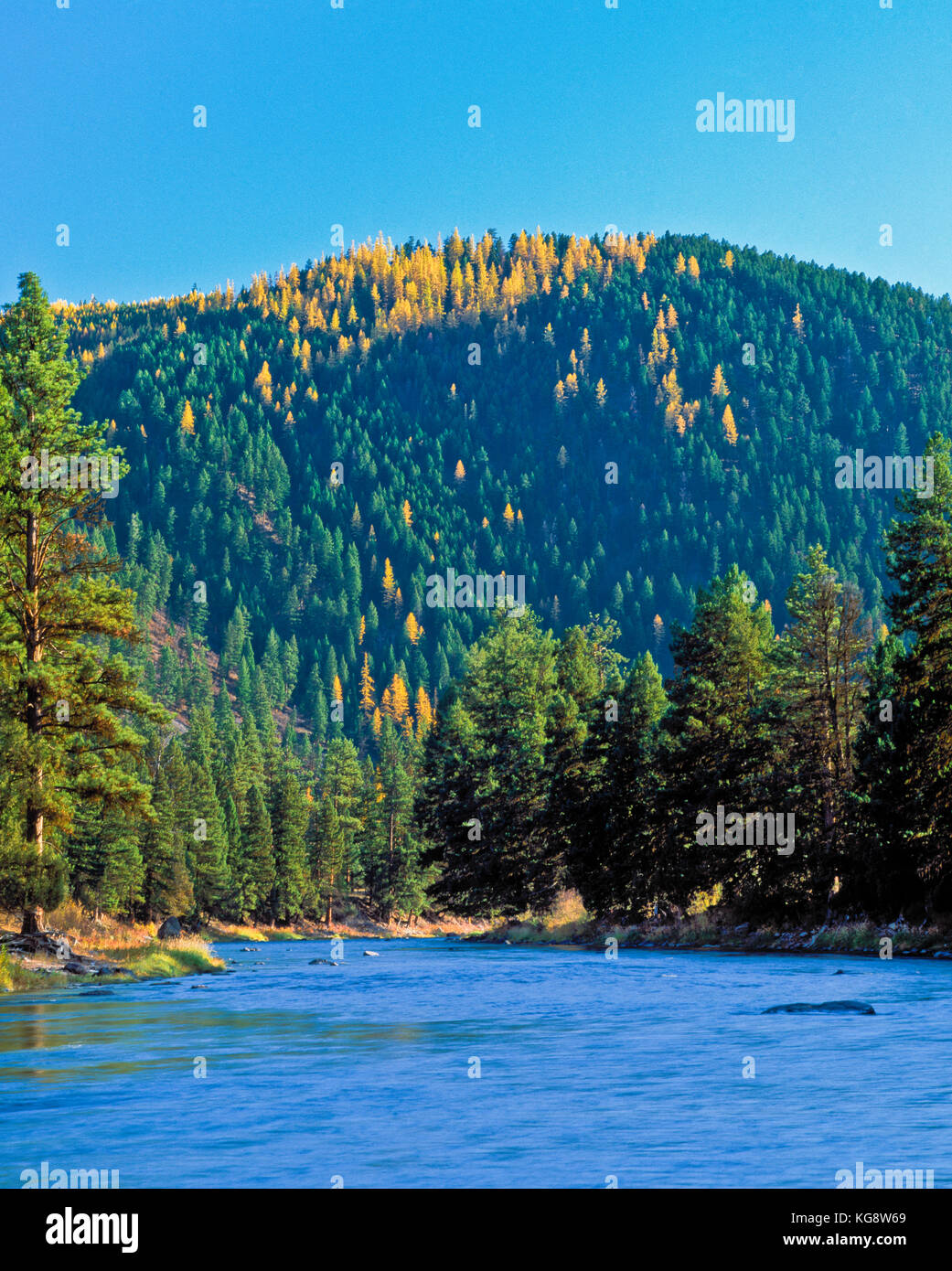blackfoot river and autumn larch at sperry grade near ovando, montana Stock Photo