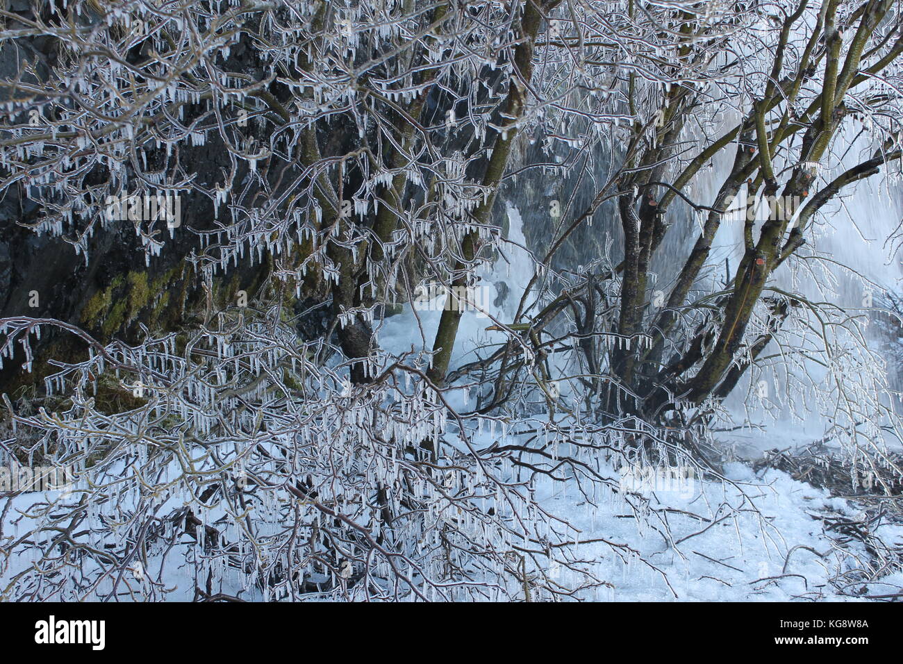 Trees cover in ice, caused by the spray from a small, roadside waterfall Stock Photo