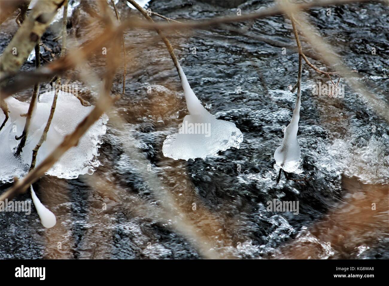 Ice formations,formed by water spray from the river, on the tips of tree branches hanging over the Virginia River. Stock Photo