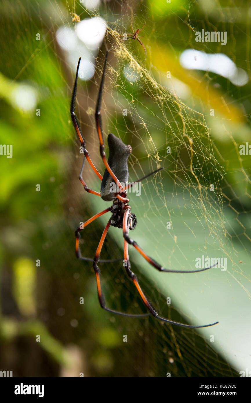 The Seychelles, La Digue, wildlife, female Palm Spider, Nephila inaurata , red-legged golden orb spider in centre of web Stock Photo
