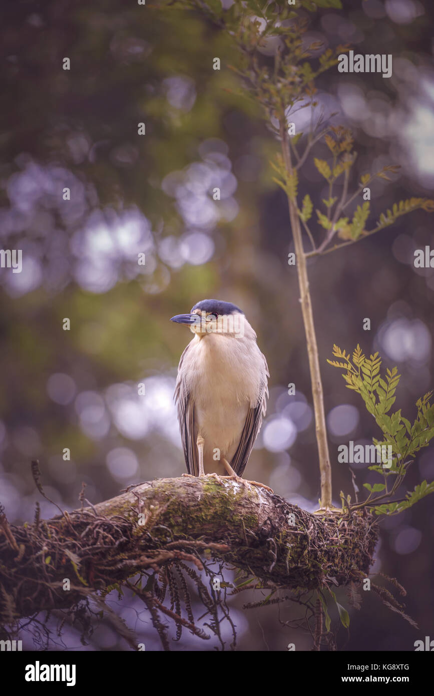 The black-crowned night heron, is a medium-sized heron found throughout a large part of the world. Stock Photo