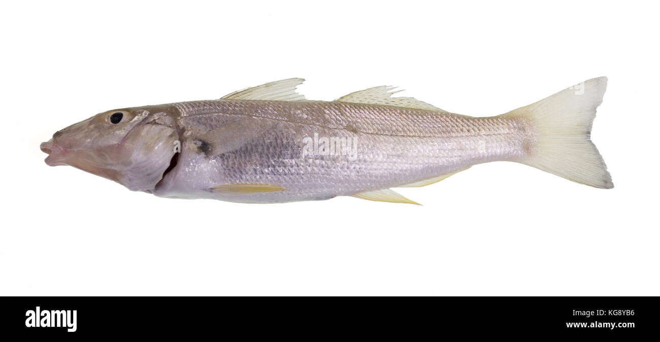 Sand whiting also known summer, yellowfin or blue-nose whiting (Sillago ciliate) is a slender and slightly compressed fish, with two parts dorsal fin Stock Photo