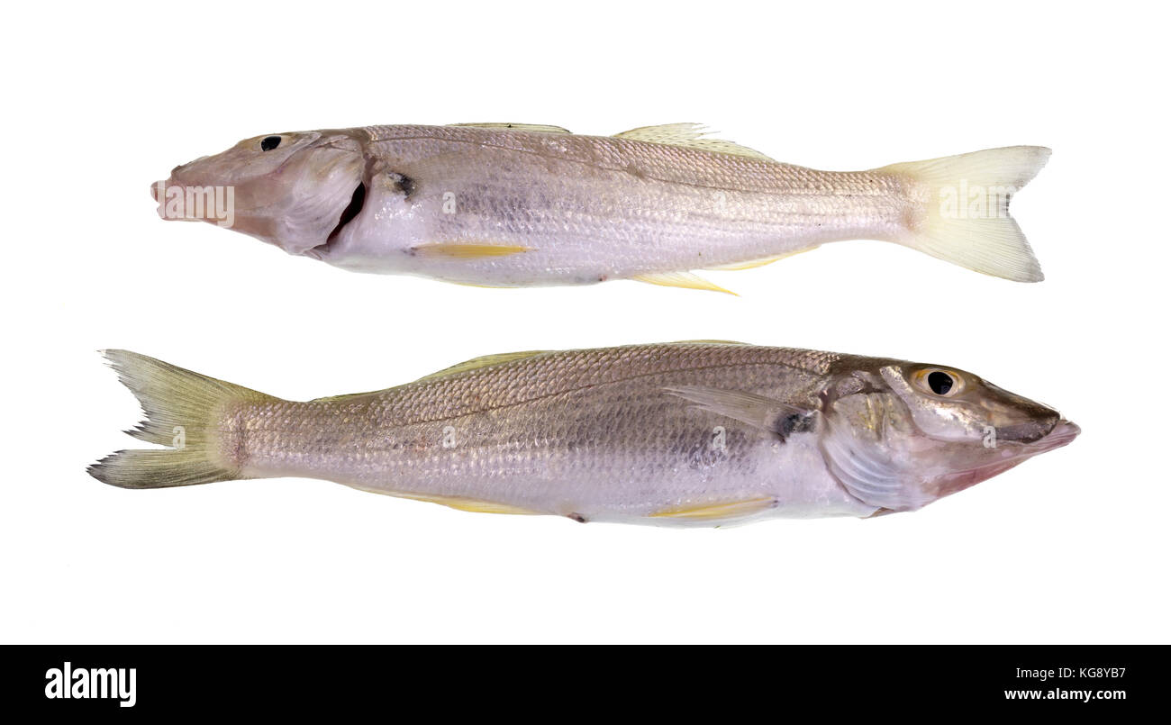 Sand whiting also known summer, yellowfin or blue-nose whiting (Sillago ciliate) is a slender and slightly compressed fish, with two parts dorsal fin Stock Photo