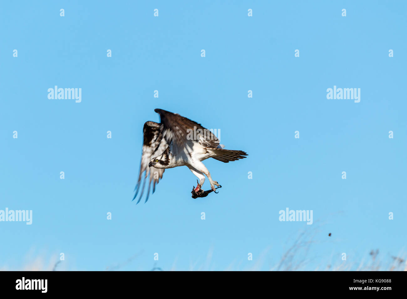 Osprey (Pandion haliaetus) in flight. South Dakota, USA Stock Photo