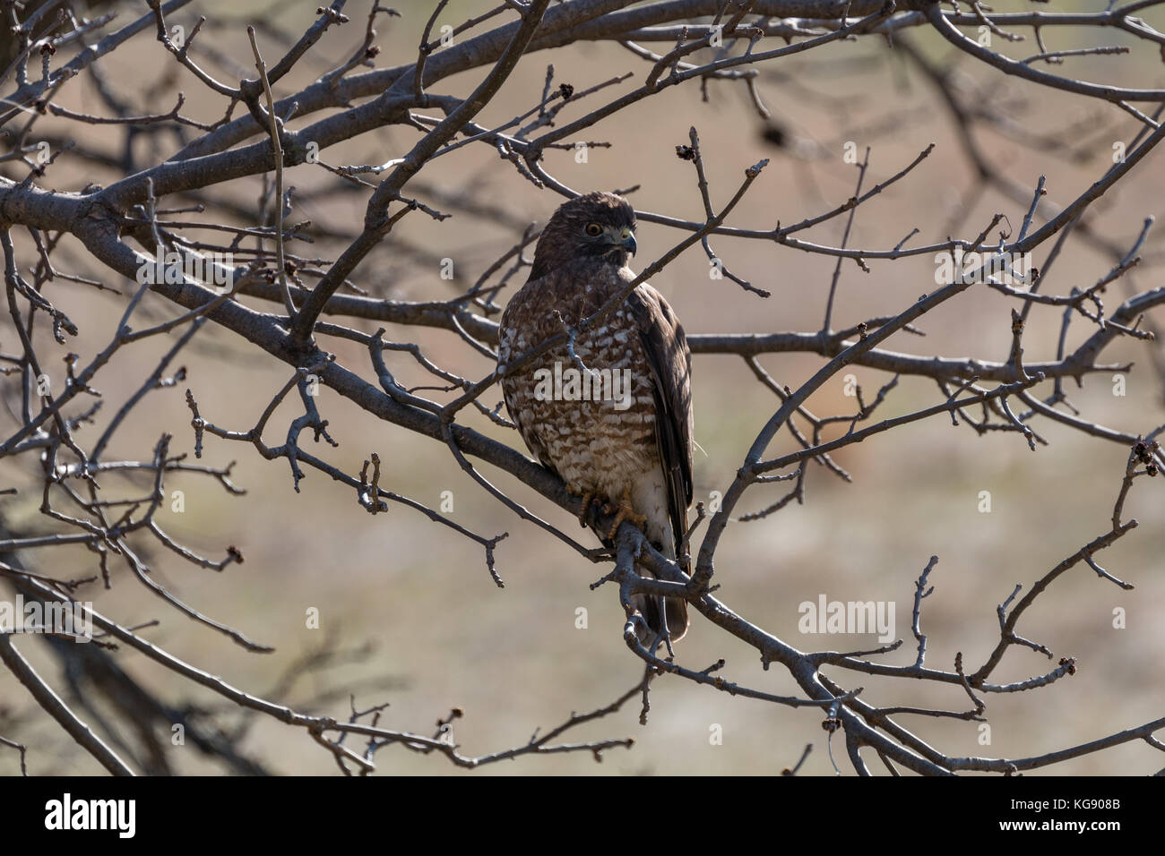 Broad-winged hawk (Buteo platypterus), South Dakota, USA Stock Photo
