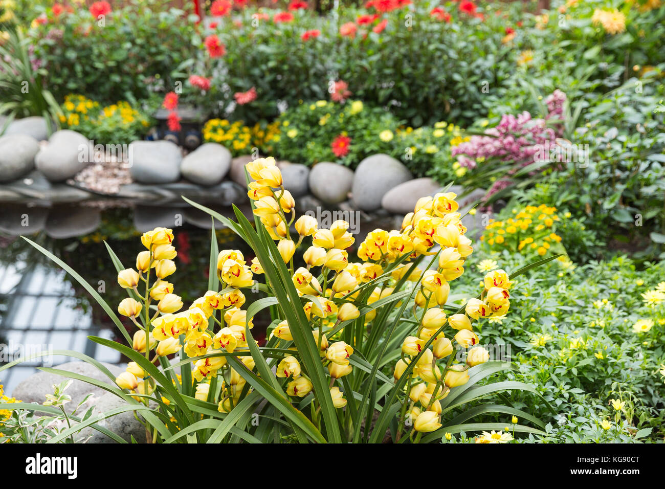 A variety of coloured plants in Singapore in Asia Stock Photo Alamy