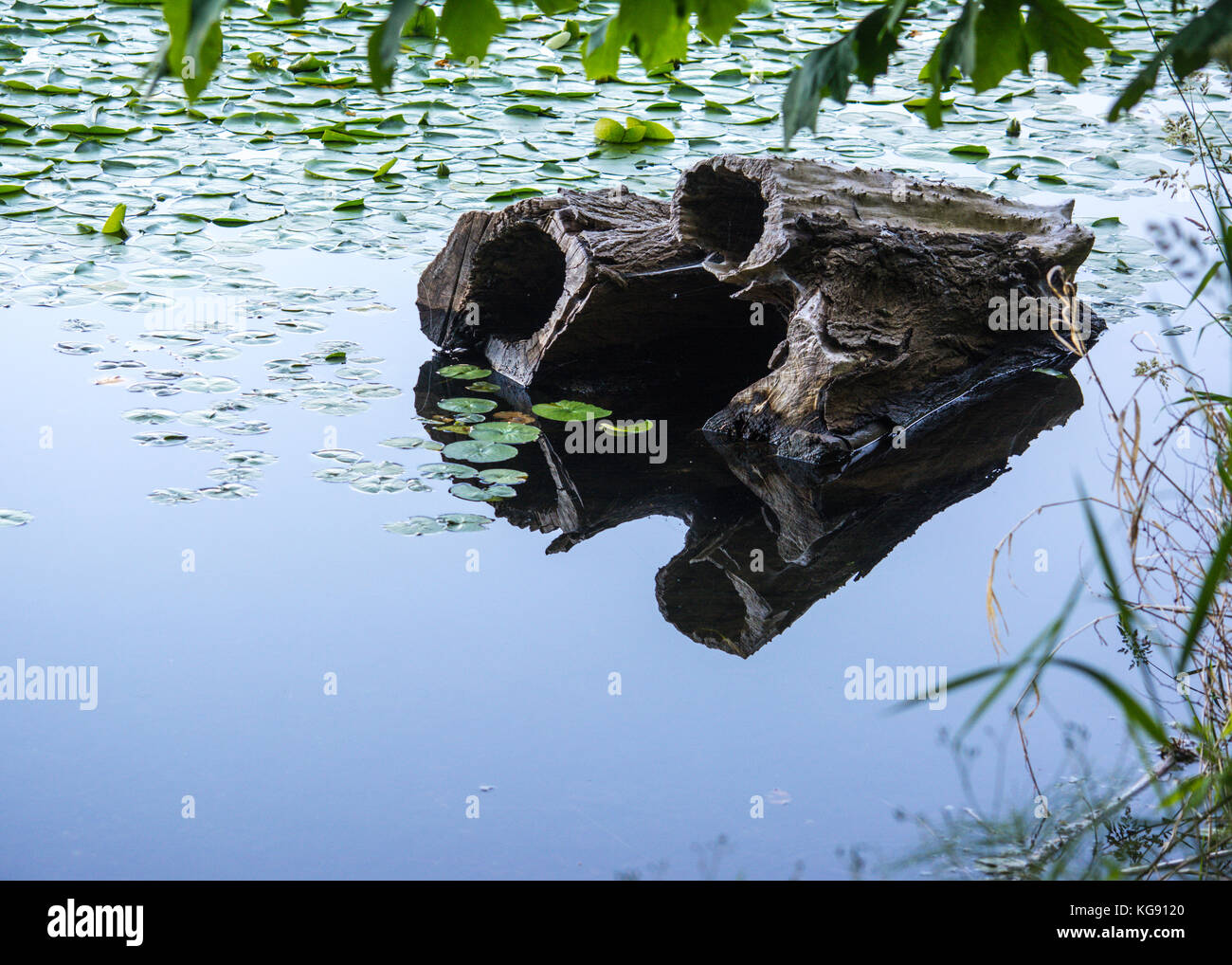 Light reflecting on water near hollow log and lily pads in Lake Washington at Seward Park in Seattle, Washington Stock Photo