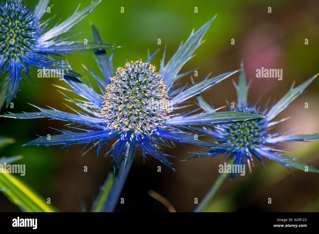 Sea Holly, also known as Eryngium, has blue leaves or bracts, seen in garden in Seward Park, Seattle Stock Photo