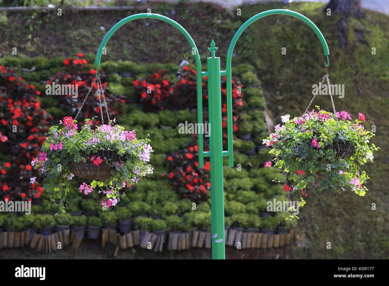 Pretty flowers in a hanging basket hi-res stock photography and images ...
