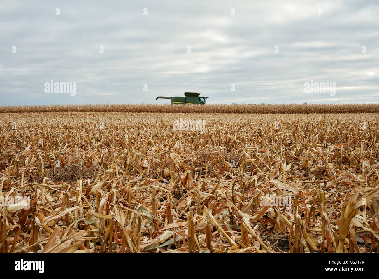 A reaped wheat crop with stubble in the foreground and combine ...