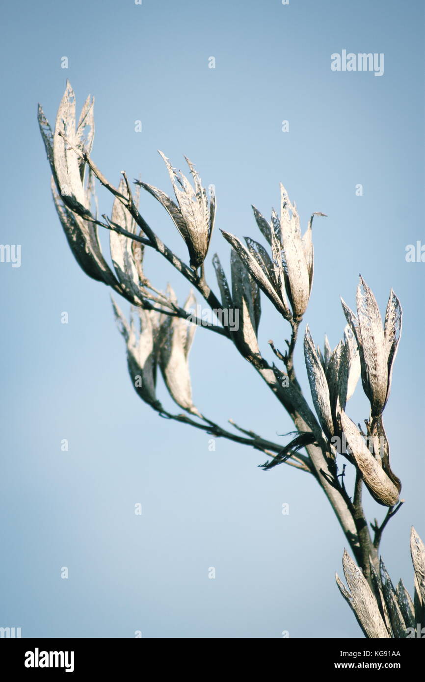 Close up image of New Zealand plant Flax ( phormium ) dried seed pods against a blue sky Stock Photo