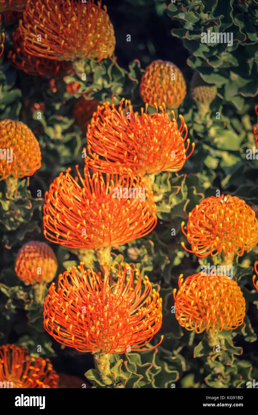 Red Pincushion Protea (Leucospermum cordifolium)  is a shrub native to South Africa Stock Photo