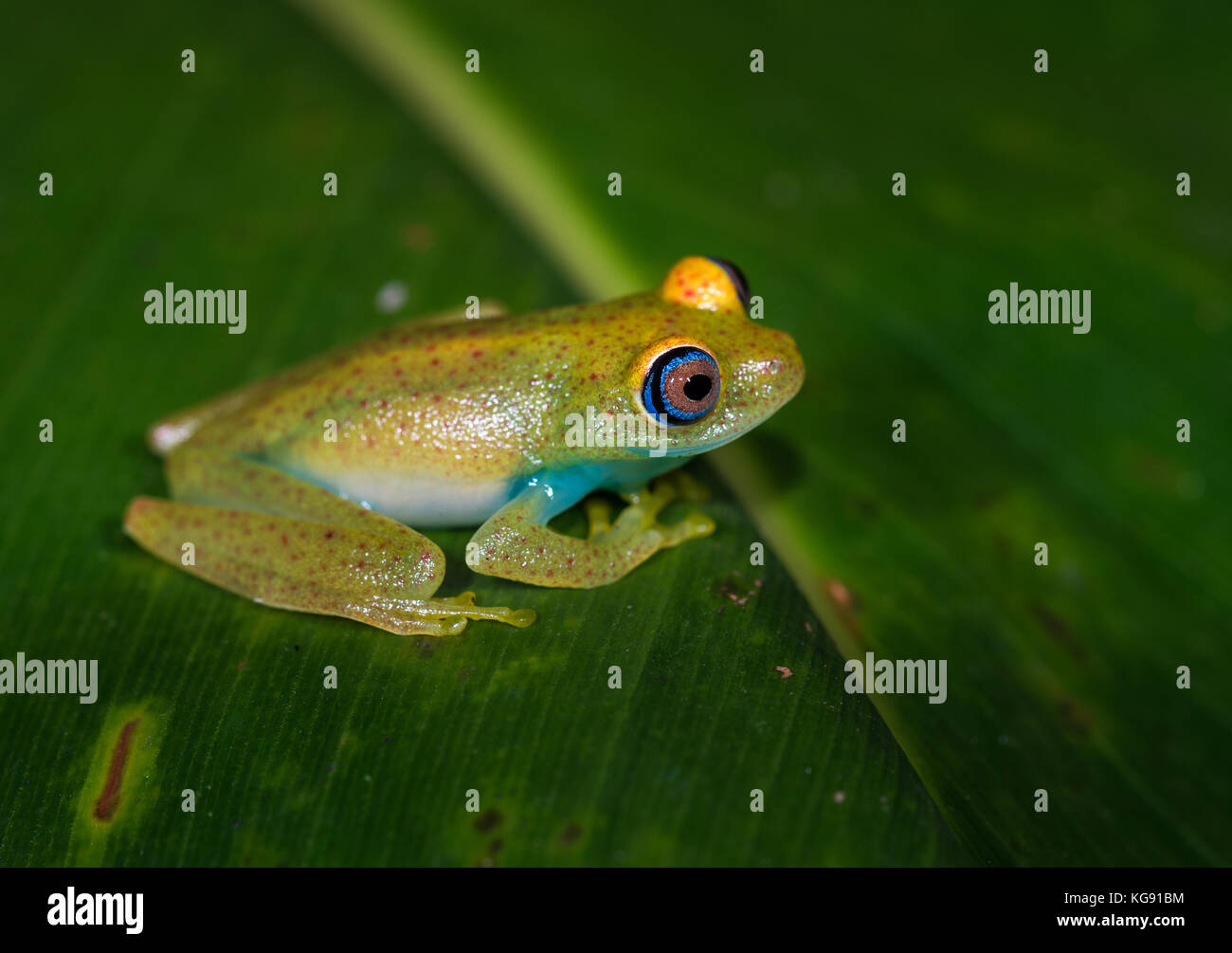 Green Bright-eyed Frog (Boophis viridis) on a leaf. Madagascar, Africa. Stock Photo