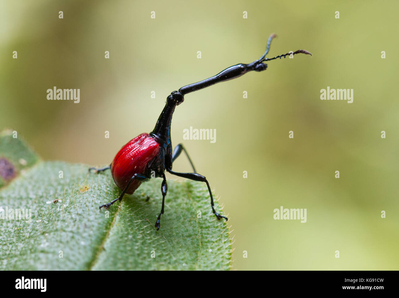 A Giraffe Weevil (Trachelophorus giraffa) is endemic to Madagascar ...