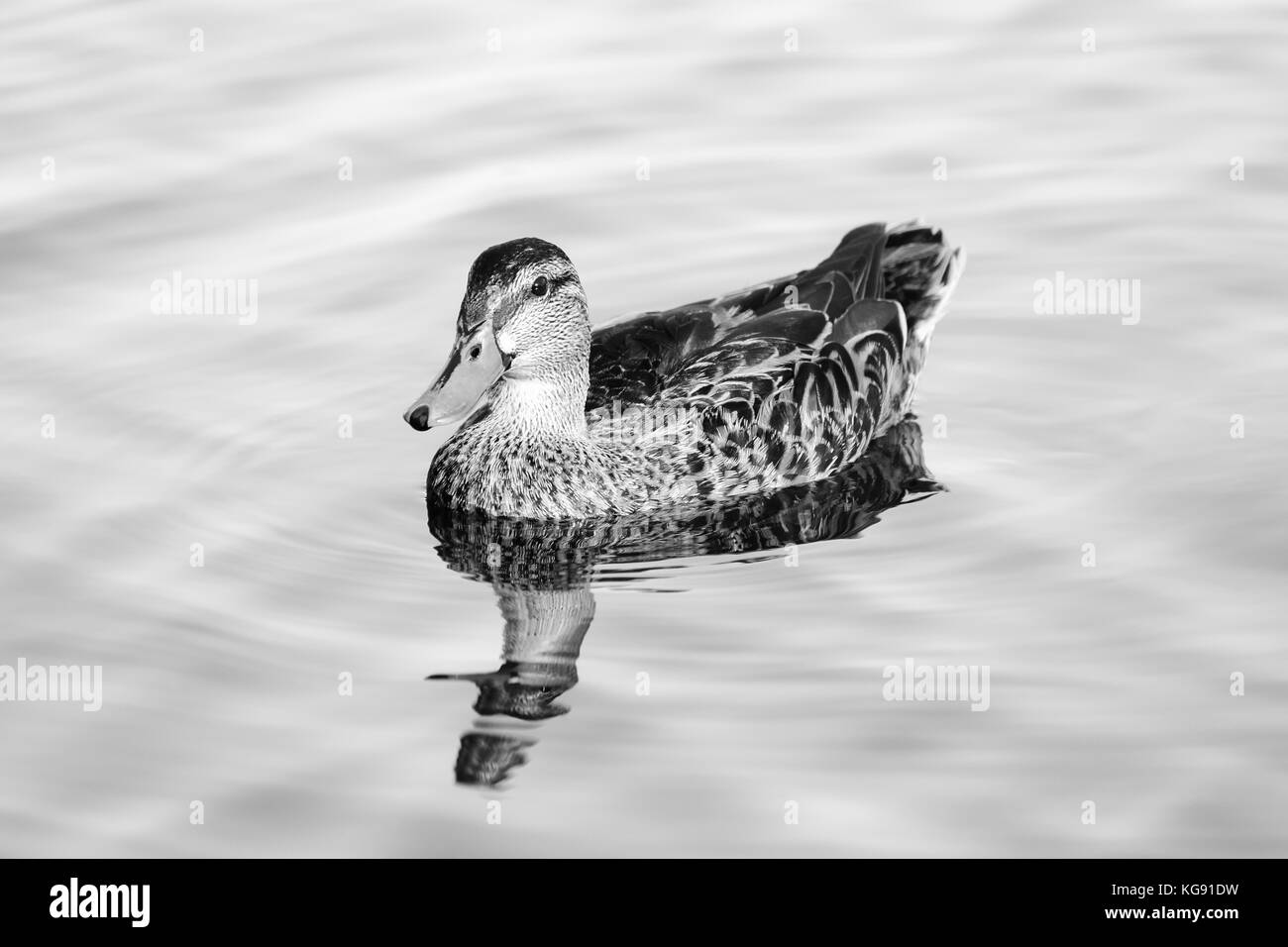 Close up image of a female Mallard Duck - silver Stock Photo