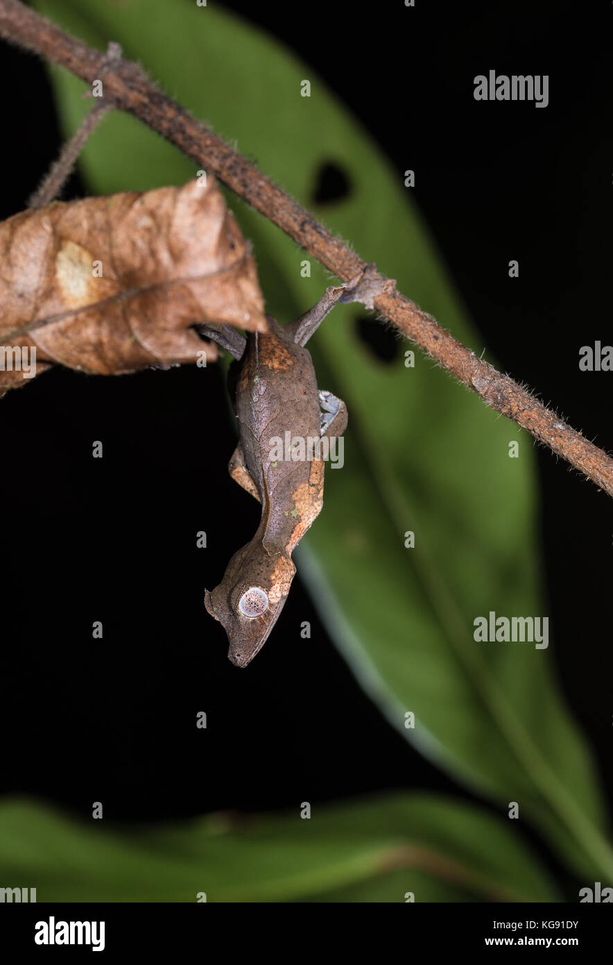 Satanic Leaf-tailed Gecko (Uroplatus phantasticus) camouflages as dead leaves. Madagascar, Africa. Stock Photo
