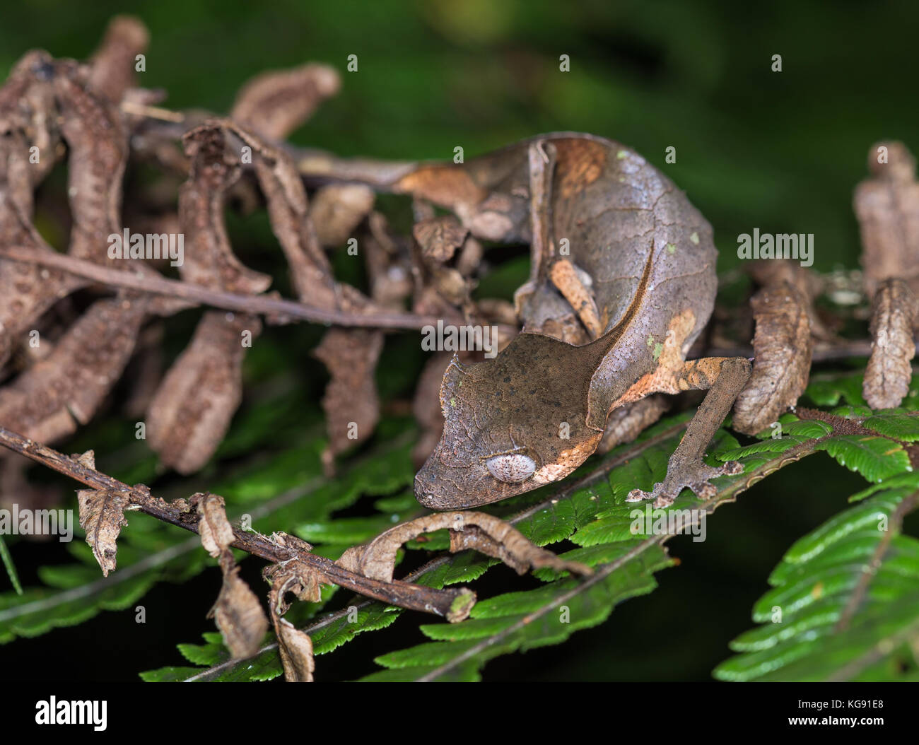 Satanic Leaf-tailed Gecko (Uroplatus phantasticus) camouflages as dead leaves. Madagascar, Africa. Stock Photo